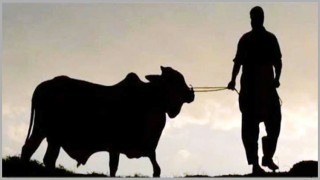 কোরবানি না করে অর্থ দান করার কোন সুযোগ নেই কোরবানি না করে অর্থ দান করার কোন সুযোগ নেই