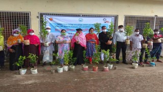 নরসিংদীতে কৃষি অফিসের উদ্যোগে চারা গাছ বিতরণ