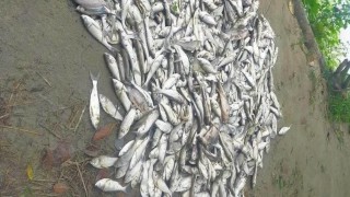 মনোহরদীতে পুকুরে বিষ প্রয়োগে মাছ নিধন