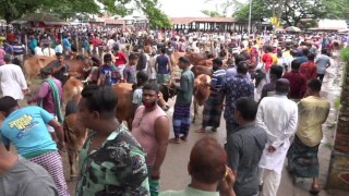 নরসিংদীতে কোরবানির পশুর হাটে নেই স্বাস্থ্যবিধির তোয়াক্কা