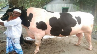 বেলাবতে গ্রামের বস ১৫ লাখ ও গ্রামের বাবু’র দাম হাঁকা হচ্ছে ১২ লাখ