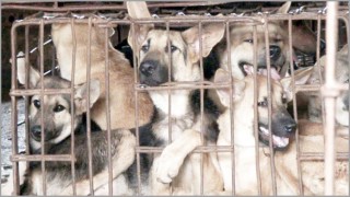 চীনে বার্ষিক কুকুরের মাংস খাওয়া উৎসব শুরু!