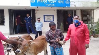 শিবপুরে দুই গরুসহ আটক চোরকে পুলিশে সোপর্দ