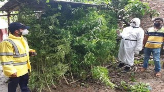 পলাশে বাড়ির আঙ্গিনায় গাঁজার চাষ, ২৫ গাঁজার গাছ উদ্ধার পলাশে বাড়ির আঙ্গিনায় গাঁজার চাষ, ২৫ গাঁজার গাছ উদ্ধার