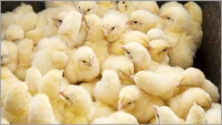 ৩৫ টাকার মুরগির বাচ্চা ১ টাকায়ও নিচ্ছে না কেউ ৩৫ টাকার মুরগির বাচ্চা ১ টাকায়ও নিচ্ছে না কেউ