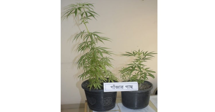 বাসায় গাঁজা চাষ করে লাভবান হতে গিয়ে... বাসায় গাঁজা চাষ করে লাভবান হতে গিয়ে...
