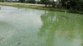 মনোহরদীতে পুকুরে বিষ ঢেলে ১০ লাখ টাকার মাছ নিধন