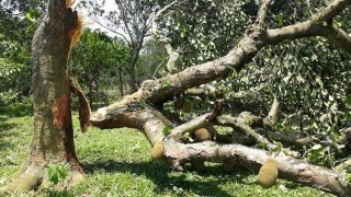 শিবপুরে আকষ্মিক ঘূর্ণিঝড়ে ব্যাপক ক্ষয়ক্ষতি