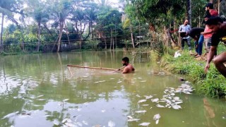 পলাশে পুকুরে বিষ দিয়ে ৩ লাখ টাকার মাছ নিধন