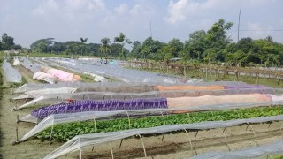 শিবপুরে সবজির চারা বিক্রিতে ভাগ্য ঘুরছে কৃষকদের