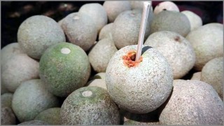 কর্মক্ষম থাকতে সাহায্য করে পুষ্টিগুণে সমৃদ্ধ কদবেল কর্মক্ষম থাকতে সাহায্য করে পুষ্টিগুণে সমৃদ্ধ কদবেল