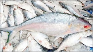 দুর্গাপূজায় শুভেচ্ছা হিসেবে এবার ভারতে রফতানি হচ্ছে দেড় হাজার টন ইলিশ