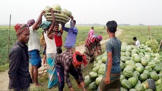 রায়পুরার চরে বাঙ্গির আশানুরূপ ফলনে কৃষকের মুখে হাসি রায়পুরার চরে বাঙ্গির আশানুরূপ ফলনে কৃষকের মুখে হাসি