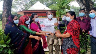 পলাশে শেখ কামালের জন্মদিনে গাছের চারা বিতরণ
