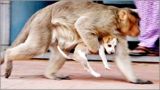 ভারতে বানর দলের প্রতিশোধ! এক গ্রামেই ২৫০ কুকুরকে হত্যা! ভারতে বানর দলের প্রতিশোধ! এক গ্রামেই ২৫০ কুকুরকে হত্যা!