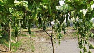 শিবপুরে পূর্ব শত্রুতার জের ধরে সব্জি বাগান কেটে ফেলার অভিযোগ