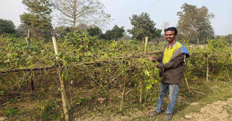 সিম বাগানের সঙ্গে এ কেমন শত্রুতা! সিম বাগানের সঙ্গে এ কেমন শত্রুতা!