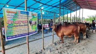 শহরতলীতে গরু বিক্রয় কেন্দ্র খুললেন চরাঞ্চলের খামারী শহরতলীতে গরু বিক্রয় কেন্দ্র খুললেন চরাঞ্চলের খামারী