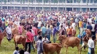 নরসিংদীর অস্থায়ী পশুর হাটগুলোতে উপেক্ষিত স্বাস্থ্যবিধি