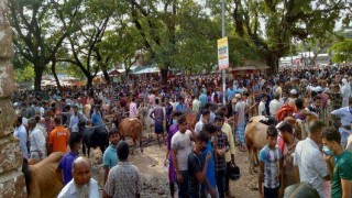 শিবপুরের পুটিয়ায় কঠোর লকডাউন উপেক্ষা করে পশুর হাট