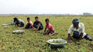 রায়পুরার চরাঞ্চলে কৃষিকাজে করোনায় ফেরা প্রবাসীরা  রায়পুরার চরাঞ্চলে কৃষিকাজে করোনায় ফেরা প্রবাসীরা