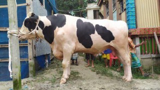 নজরপুরের পালোয়ান ১৩ লাখ ও শেরখান ১২ লাখ টাকায় বিক্রির আশা