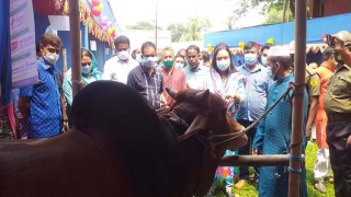 পলাশে "পুষ্টি, মেধা, দারিদ্র বিমোচন প্রাণিসম্পদ শীর্ষক প্রদর্শনী