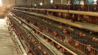 ডিম ও ব্রয়লার মুরগীর দাম বাড়লেও স্বস্তিতে নেই নরসিংদীর খামারীরা