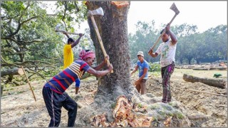 ব্যক্তি মালিকানাধীন বড় গাছ কাটতেও লাগবে সরকারের অনুমতি ব্যক্তি মালিকানাধীন বড় গাছ কাটতেও লাগবে সরকারের অনুমতি
