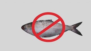 এক মাস ৫টি অভয়াশ্রমে ইলিশসহ সবধরনের মাছ ধরা নিষিদ্ধ এক মাস ৫টি অভয়াশ্রমে ইলিশসহ সবধরনের মাছ ধরা নিষিদ্ধ