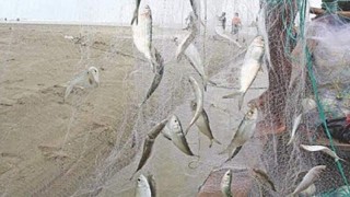 মৎস্যসম্পদ ধ্বংসকারী অবৈধ জাল অপসারণে বিশেষ কম্বিং অপারেশন শুরু মৎস্যসম্পদ ধ্বংসকারী অবৈধ জাল অপসারণে বিশেষ কম্বিং অপারেশন শুরু