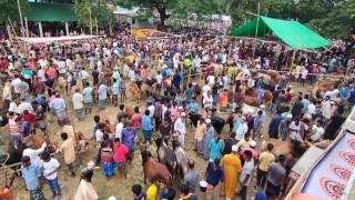 নরসিংদীতে জমে উঠেছে কোরবানির পশুর হাটের বেচাকেনা