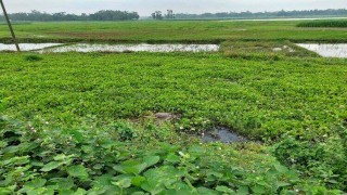 রায়পুরায় ইজিবাইক চালকের অর্ধগলিত মরদেহ উদ্ধার
