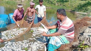 শিবপুরে বিষ দিয়ে পুকুরের মাছ নিধনের অভিযোগ