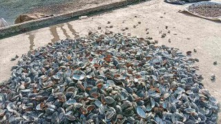 বিদ্যালয় ঘেষে মাছের খাদ্য তৈরির কারখানা, দুর্গন্ধে অতিষ্ঠ শিক্ষক-শিক্ষার্থীরা