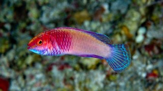 বয়স বাড়লে পুরুষ থেকে নারী হয় যেই মাছ