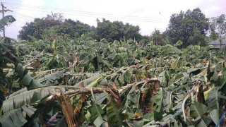 ঘূর্ণিঝড় সিত্রাং: নরসিংদীতে কলাবাগানসহ ফসলের ব্যাপক ক্ষয়ক্ষতি