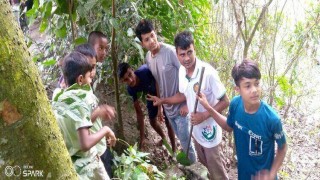 রায়পুরায় সড়কের পাশে তালের চারা ও বীজ রোপন