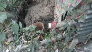 আমদিয়ায় মসজিদের পরিবেশ নষ্ট করে জমি দখলের চেষ্টার অভিযোগ