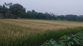 মনোহরদীতে শত্রুতার বিষে পুড়ল কৃষকের ধান ক্ষেত