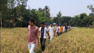 রায়পুরায় কৃষকের ধান কেটে দিল ছাত্রলীগ