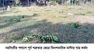 ৫ লাখ টাকার মালটার গাছ কাটলো দুবৃত্তরা