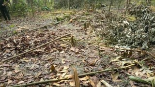 রায়পুরায় জমি দখল করে গাছ কাটার অভিযোগ