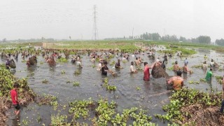 রায়পুরার খলিলাবাদ বিলে পলো-বাওয়া উৎসবে মাছ শিকারীরা রায়পুরার খলিলাবাদ বিলে পলো-বাওয়া উৎসবে মাছ শিকারীরা