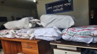 শিবপুরে লটকন বাগানে মিলল ৯৬ কেজি গাঁজা