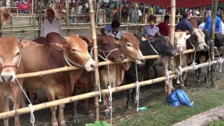 এ বছর ঈদুল আজহায় ৯১ লাখের বেশি পশু কোরবানি হয়েছে এ বছর ঈদুল আজহায় ৯১ লাখের বেশি পশু কোরবানি হয়েছে